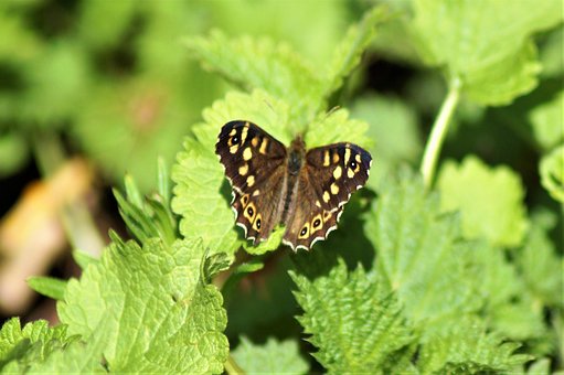 Free Forest Board Game Butterfly photo and picture