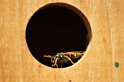 Free Wasp Insect photo and picture