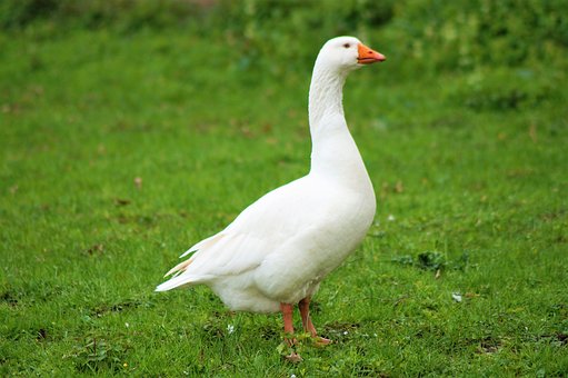 Free Goose Domestic Goose photo and picture