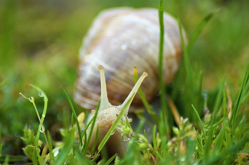 Free Snail Shell photo and picture
