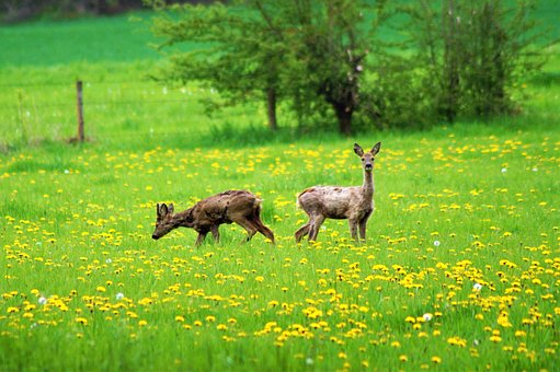 Free Deer Ricke photo and picture
