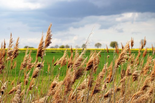 Free Reed Reed Grass photo and picture