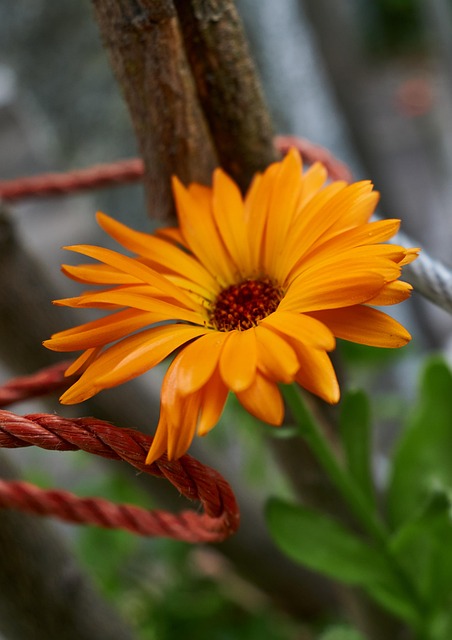 Natur, Flora, Ringelblume, Blume, Blüte