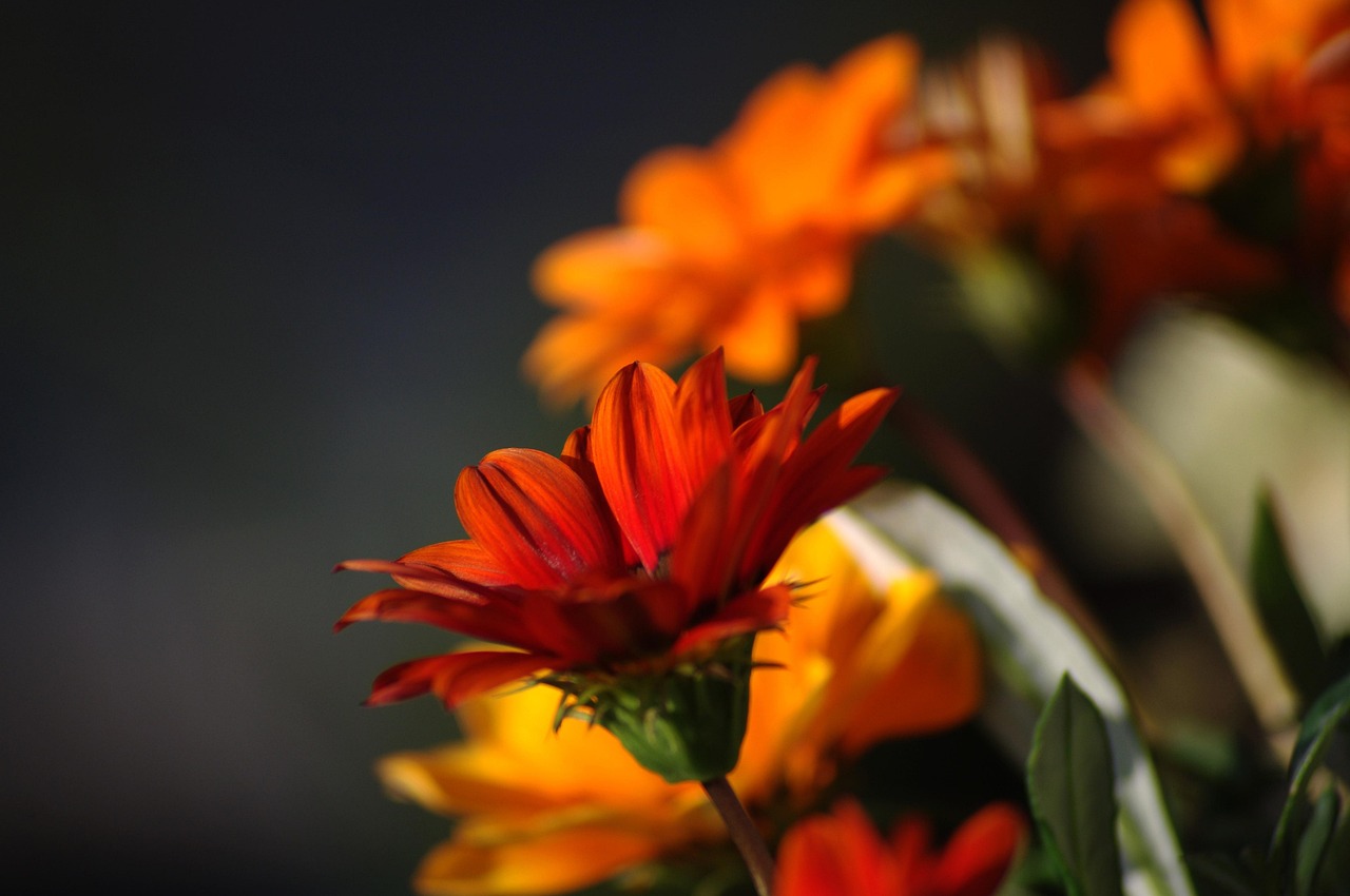 500,000+ Free Orange Flowers & Nature Images - Pixabay