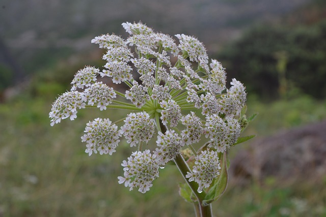 Blomst, Natur, Hvid, Vand, Blomstre