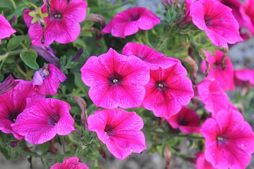Free Garden Flowers photo and picture