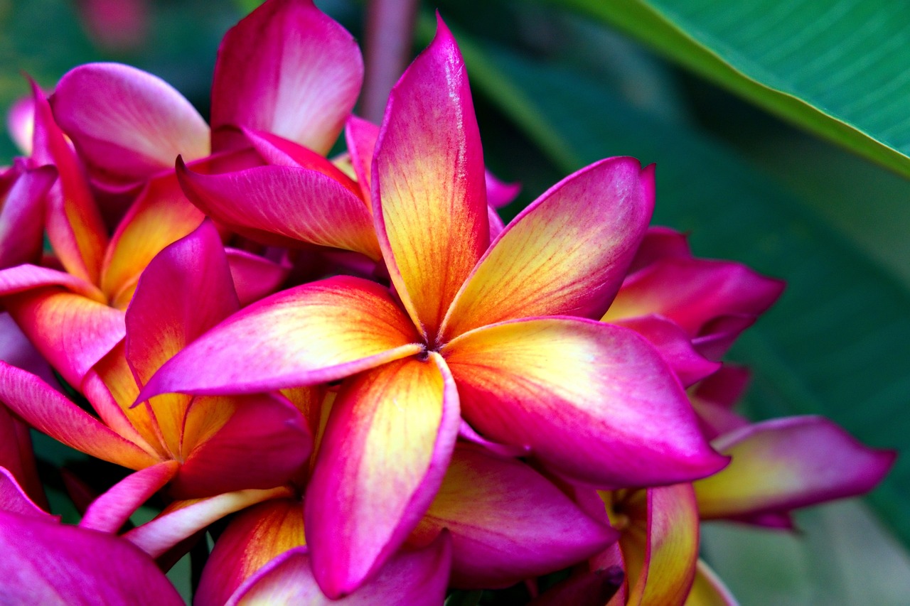 Flower Petals Tropical Free photo on Pixabay Pixabay
