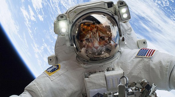 Free Astronomy Cat photo and picture