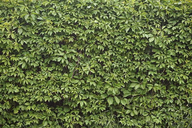 Partenocissus, Videira, Rastejador, Hera