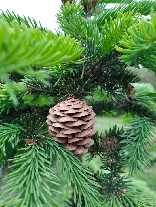 Spring Cone Tree Spring Christmas Tree Pine Cone - Free photo on Pixabay - Pixabay