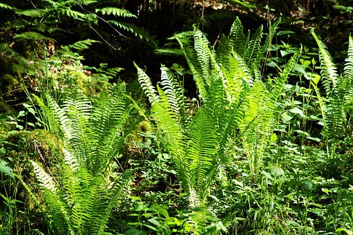 Free Fern Nature photo and picture