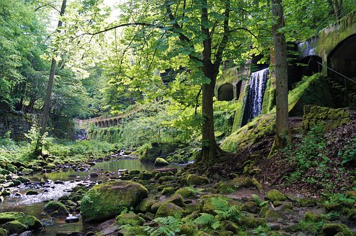 Free Forest Nature photo and picture