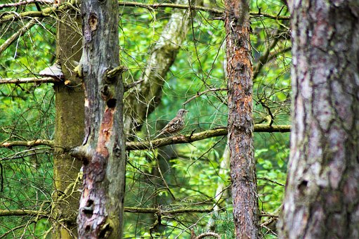 Free Nature Bird photo and picture