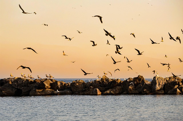 Vögel, Möwen, Meer, Strand, Sommer