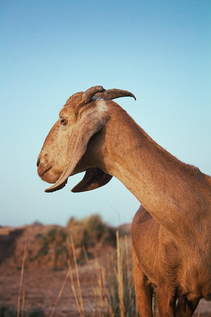 Cabra, Mamífero, Animal, Natureza, Gado