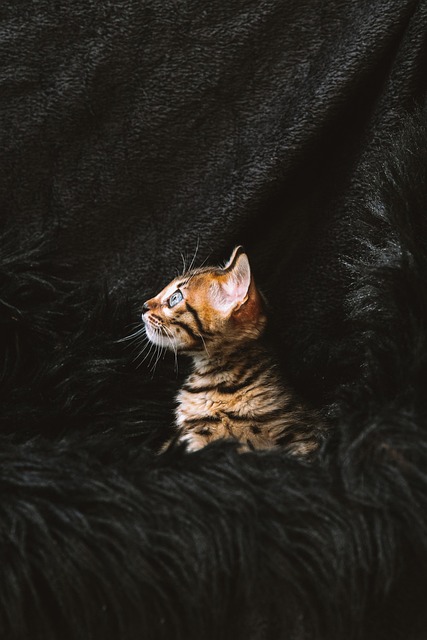孟加拉猫, 猫, 小猫, 宠物, 年轻的猫, 动物, 国内的猫, 猫科动物