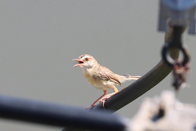 Vogel, Dier, Gewone Prinia