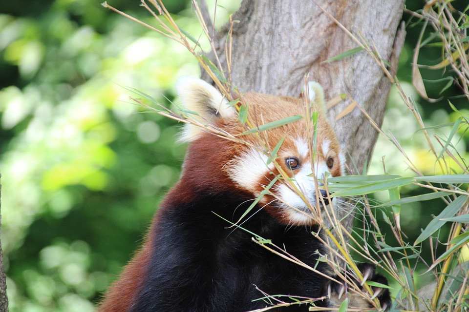 Panda Rouge Alimentation Des - Photo gratuite sur Pixabay - Pixabay