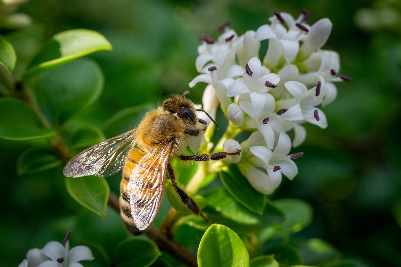 Bee Petals Insect - Free photo on Pixabay - Pixabay