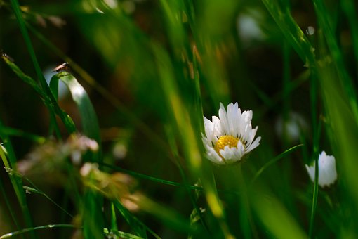 Free Daisy Flower photo and picture