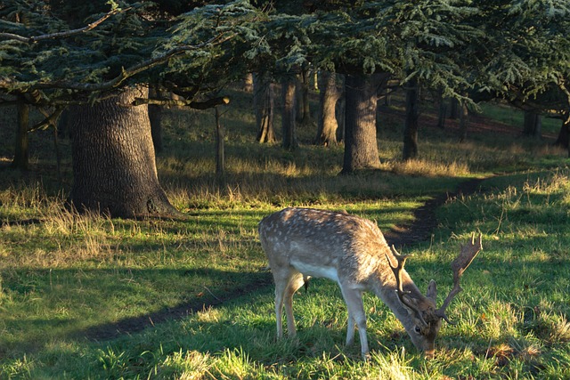 Free Forest Nature photo and picture