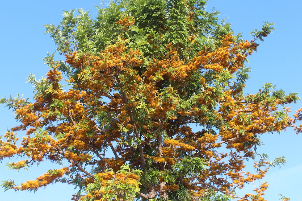 Nature Arbre Le Printemps Photo Gratuite Sur Pixabay Pixabay nature-arbre-le-printemps-photo-gratuite-sur-pixabay-pixabay