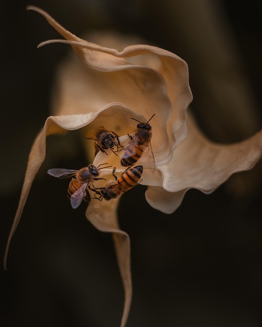 Biene, Blume, Bestäubung, Insekten