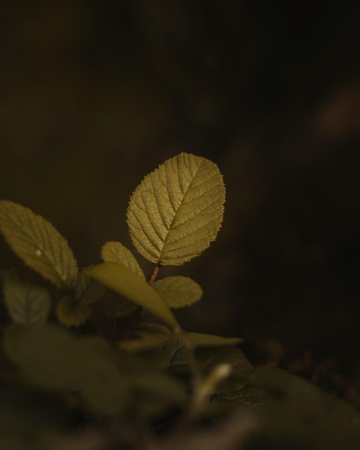 Blätter, Grün, Venen, Blütenblatt, Wald