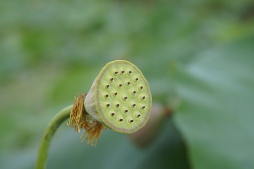 Free Lotus Lotus Seed Pod photo and picture