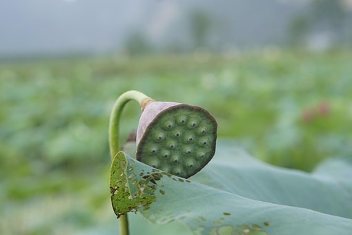 Free Lotus Seedhead photo and picture