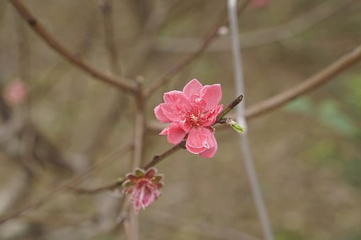 Free Spring Peach Blossom photo and picture