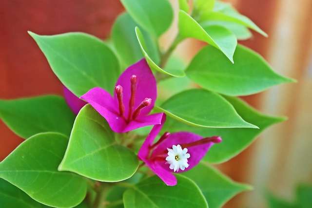 Bloemen, Papierbloem, Bloesem, Bloom