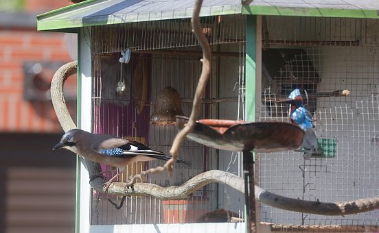 Free Jay Bird photo and picture