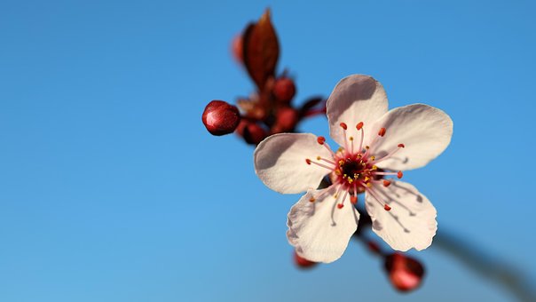 Free Flower Petals photo and picture