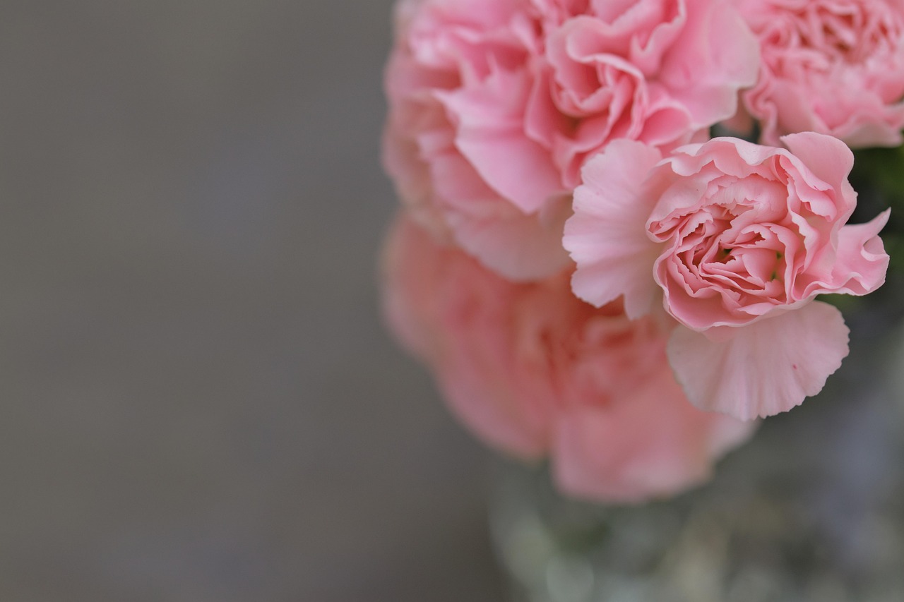 Flowers Petals Bloom Free photo on Pixabay Pixabay
