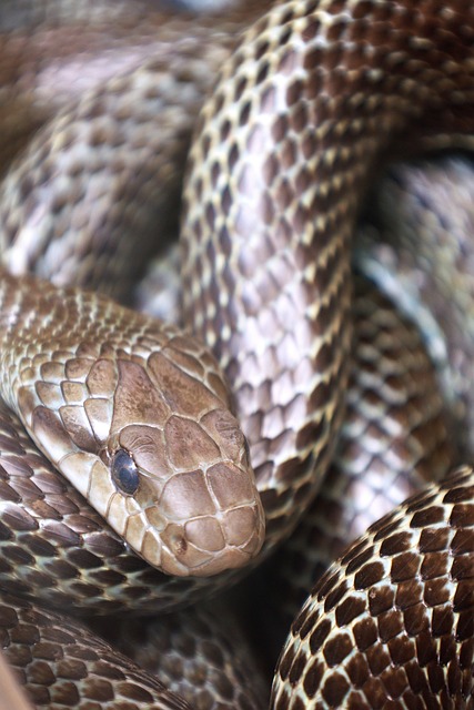 Serpiente, Azul General, Seminífero