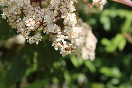 Free Hawthorn Wild Bee photo and picture