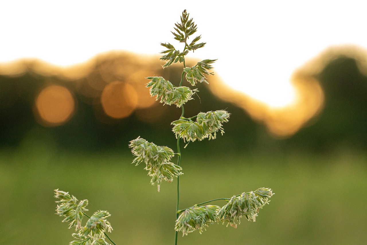 Grass Seeds Field Free photo on Pixabay Pixabay