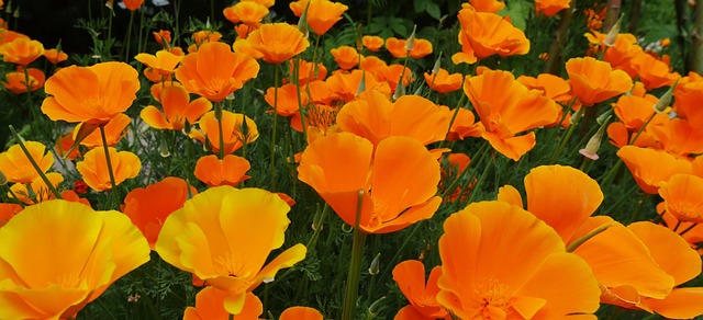 Blüten, Blühen, Garten, Goldmohn
