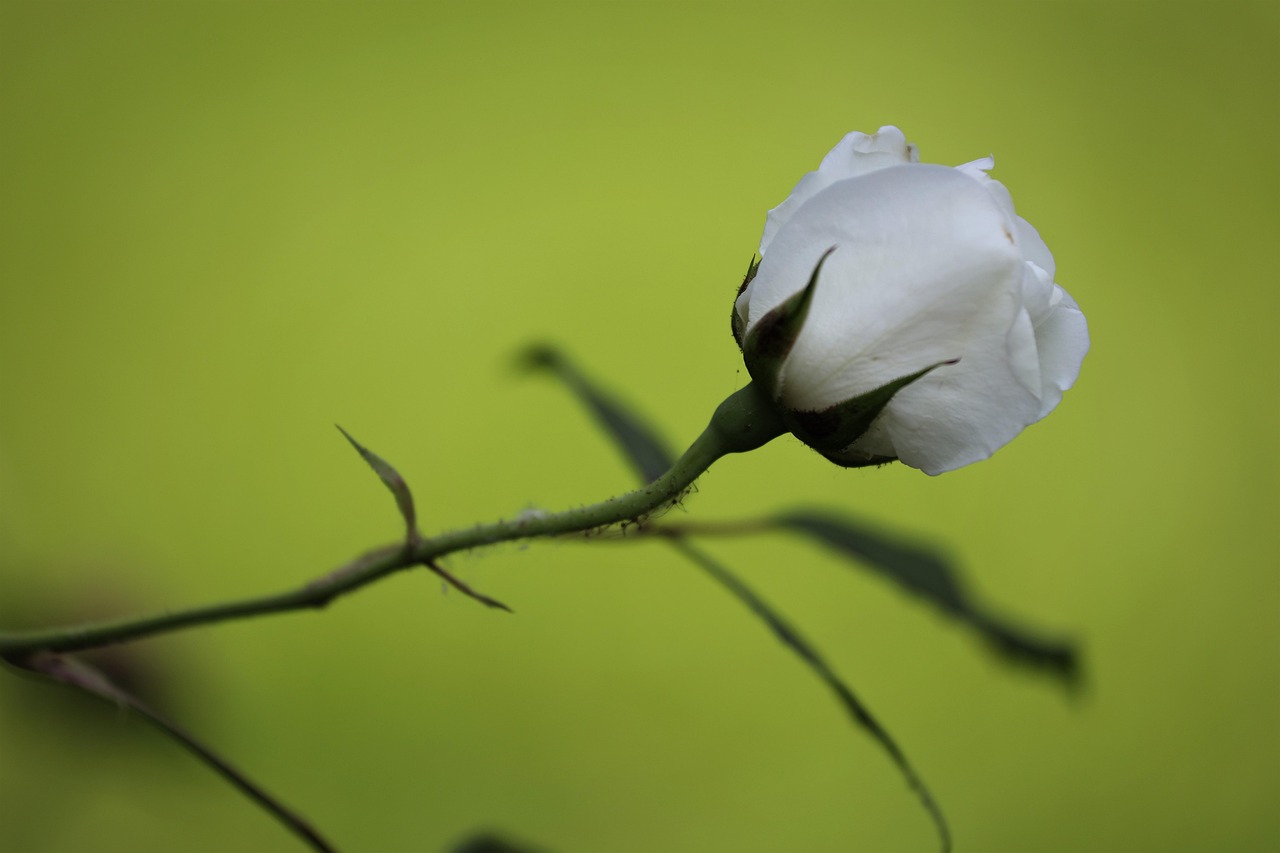 White Rose Snow Queen Bud Flower Free photo on Pixabay Pixabay