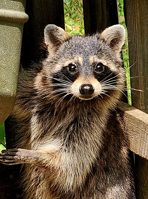 Free Mammal Raccoons photo and picture