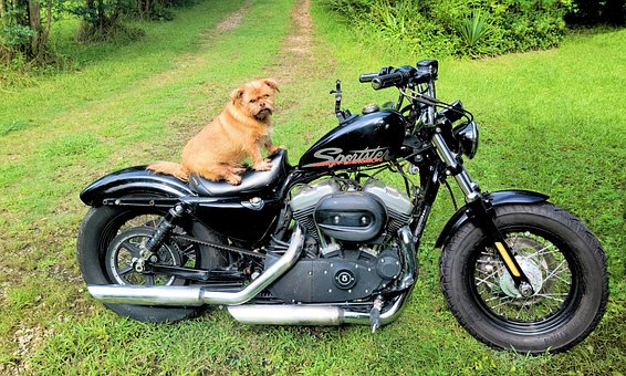 Free Dog And Bike Pet photo and picture