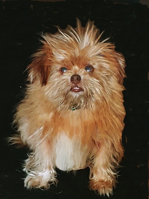 Free Dog Pet photo and picture