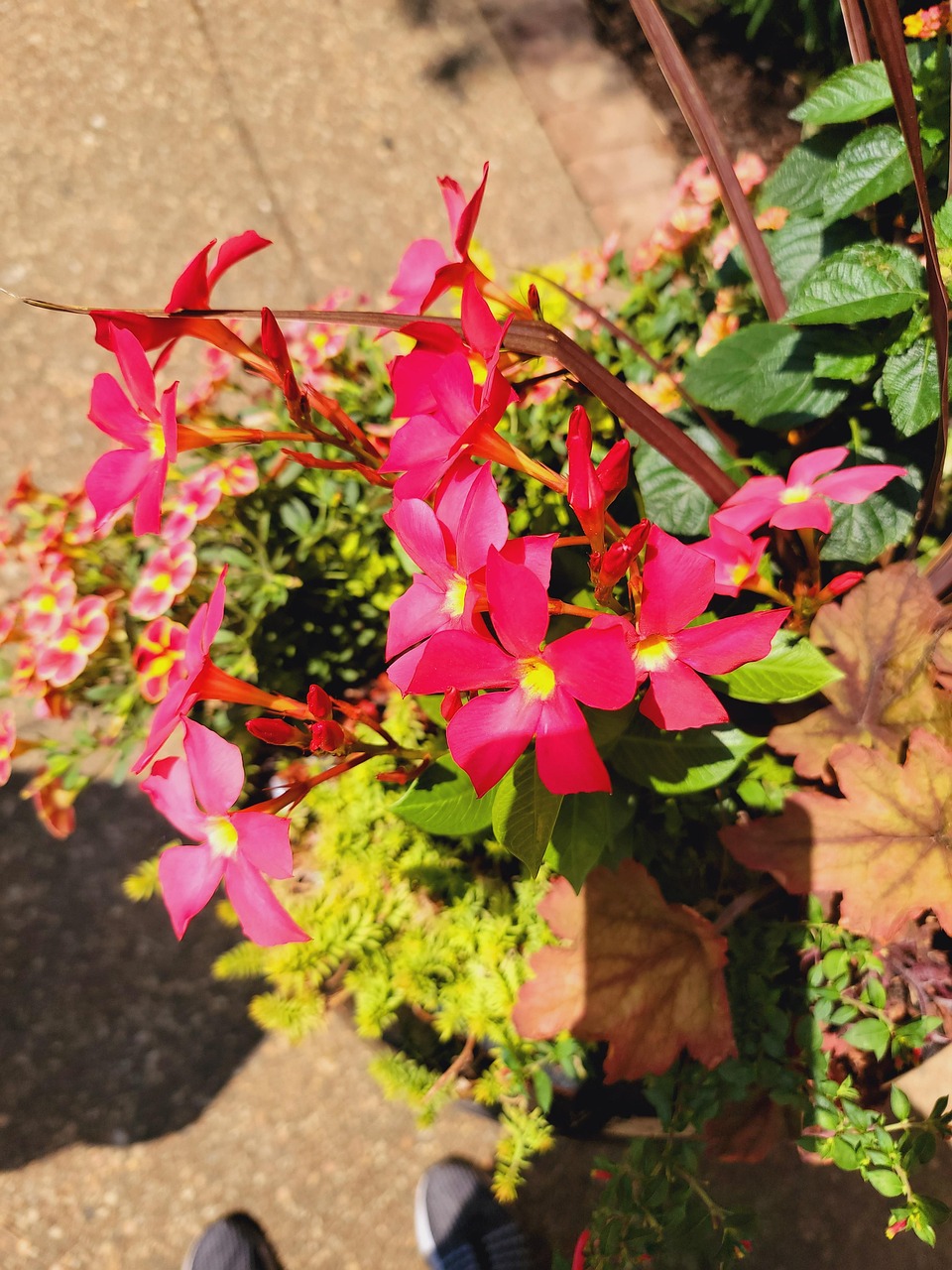 盛开 开花 自然 - Pixabay上的免费照片 - Pixabay