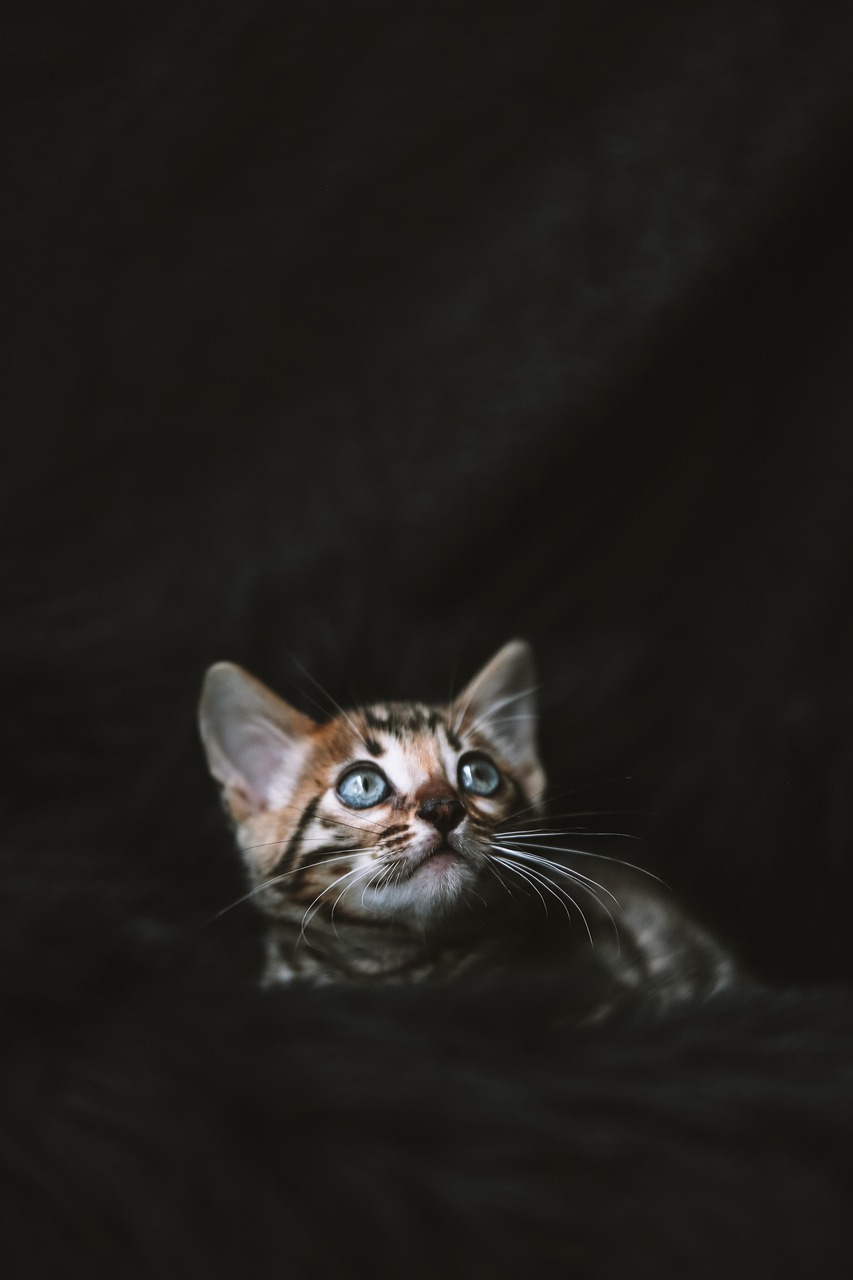 10,000+ Free Raising Kittens & Cat Images Pixabay