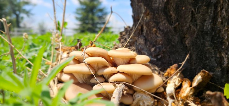 Pilze, Wild, Natur, Wald, Fantasie