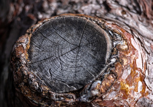 Free Tree Branch photo and picture