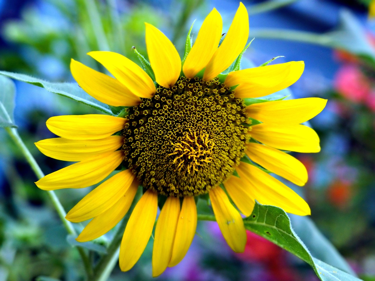 Sunflower Flower Plant Yellow - Free photo on Pixabay - Pixabay