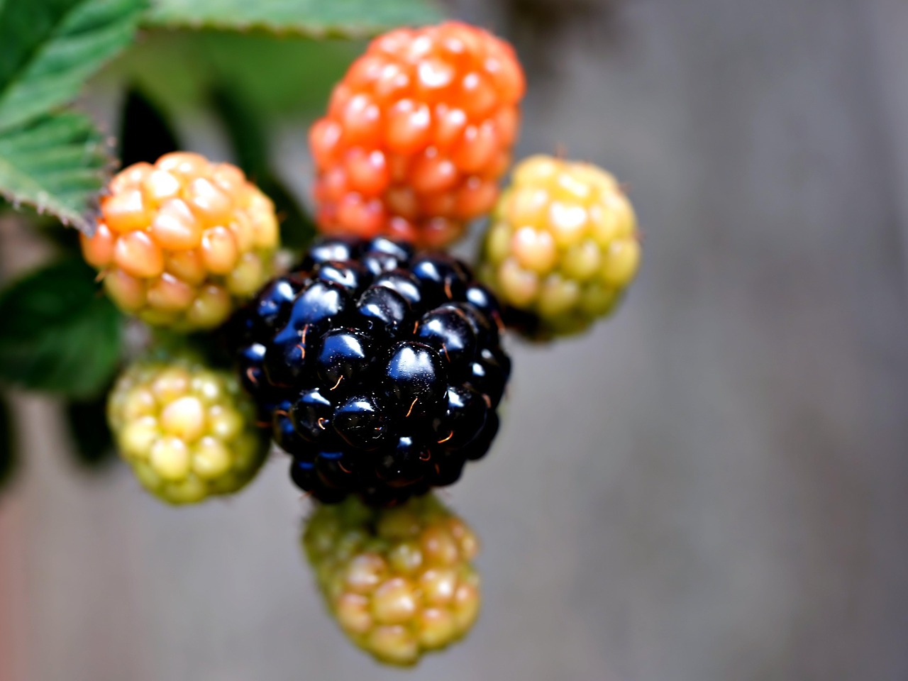 Raspberries Fruits Nature Close Free photo on Pixabay Pixabay