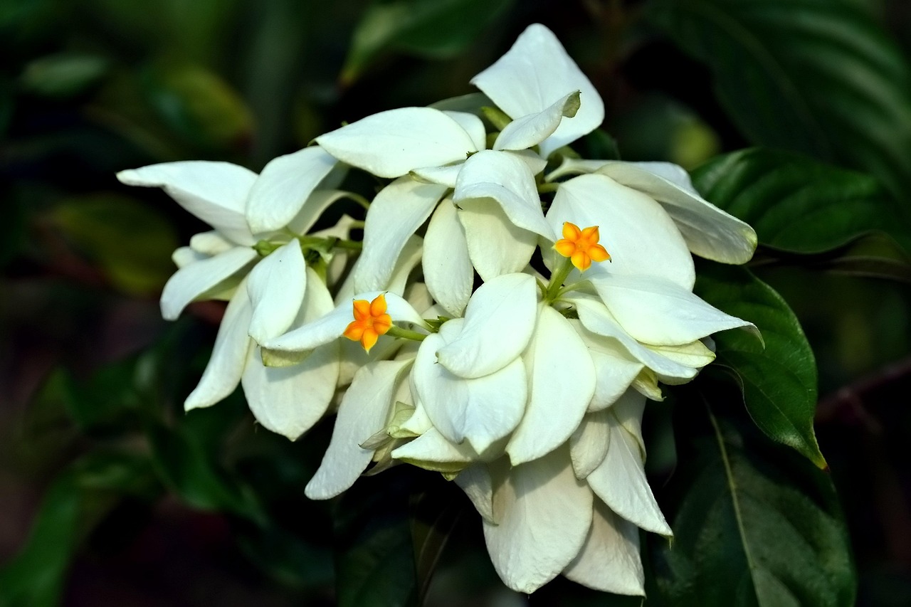 Musaeda Mussaenda Pubescens Planta - Foto gratis en Pixabay - Pixabay